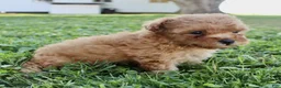 Yorkiepoo dogs for sale: Fiona - Ad 6