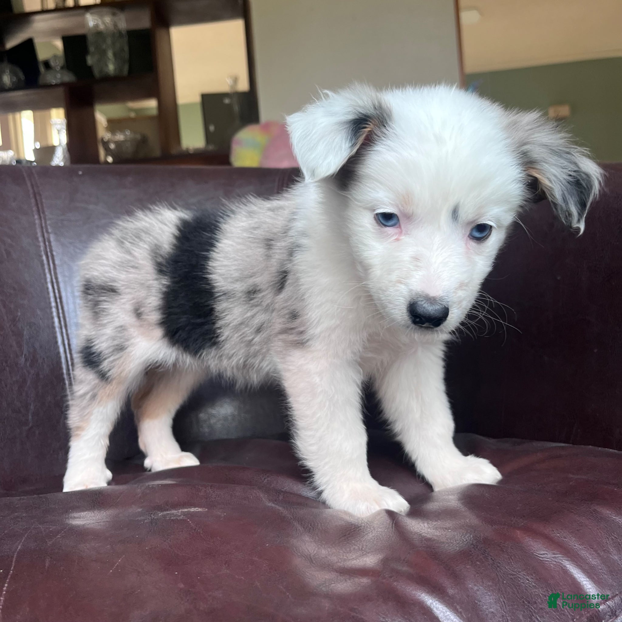 Australian Shepherd dogs Australian Shepherd Puppy 4 - Ad 19