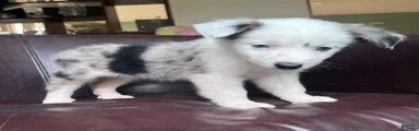 Australian Shepherd Puppy 4