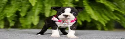 Boston Terrier dogs for sale: Nancy - Ad 5