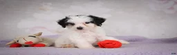 Mini Bernedoodle dogs for sale: Marley - Ad 9