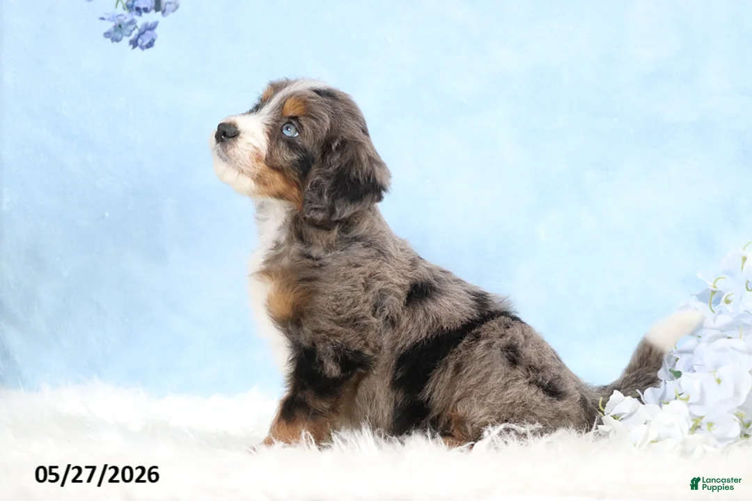 Mini Bernedoodle dogs for sale: Winston - Ad 2