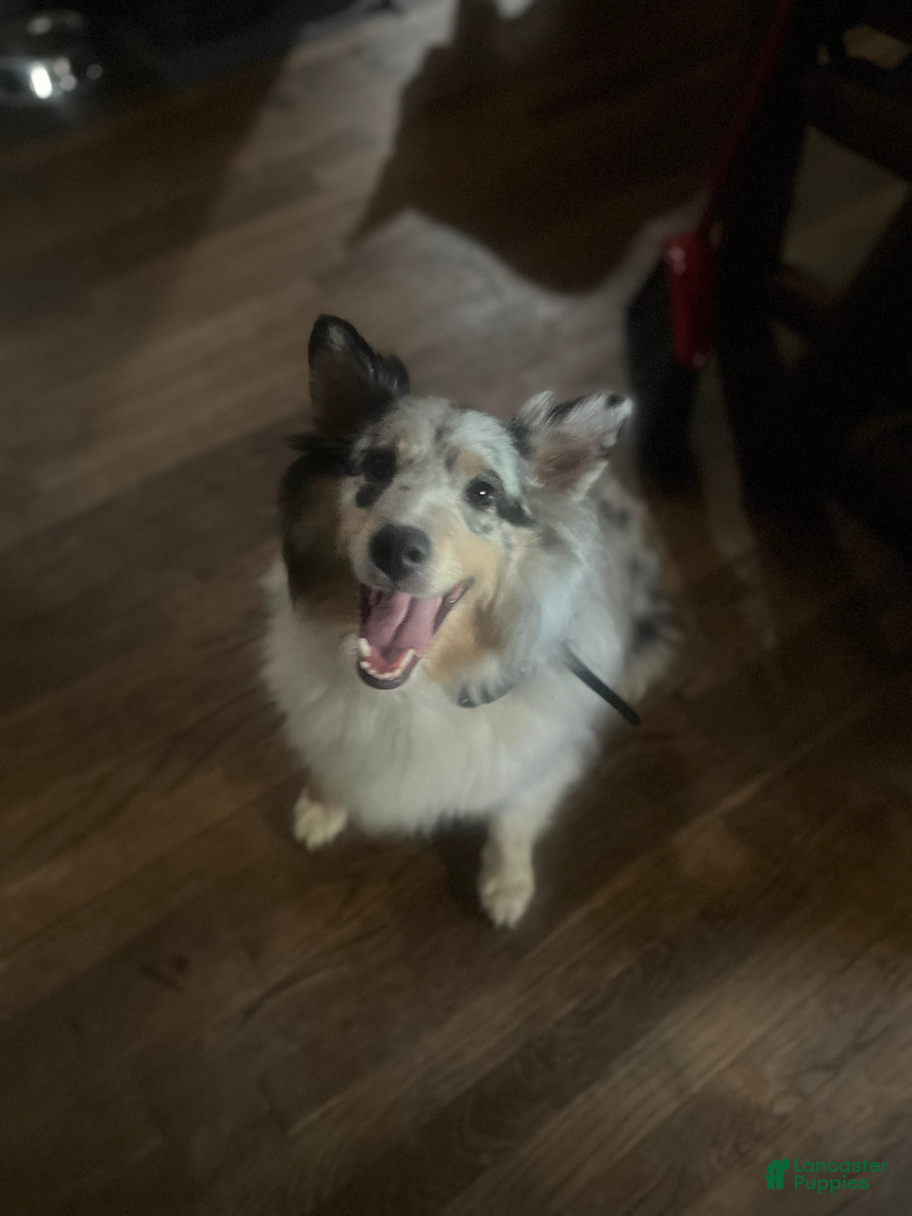 Shetland Sheepdog dogs Shetland Sheepdog Puppy 2 - Ad 2
