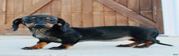 Miniature Dachshund dogs for sale: Blackie - Ad 4
