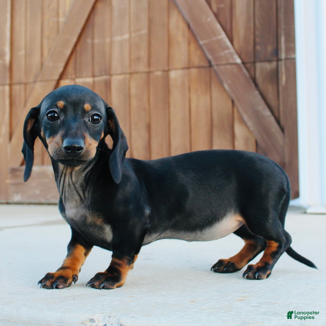 Miniature Dachshund dogs for sale: Blackie - Ad 4