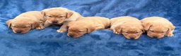 Labrador Retriever dogs for sale: Male #5 aka fifth born pup - Ad 7