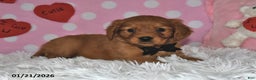 Miniature Golden Retriever dogs for sale: Bo - Ad 3