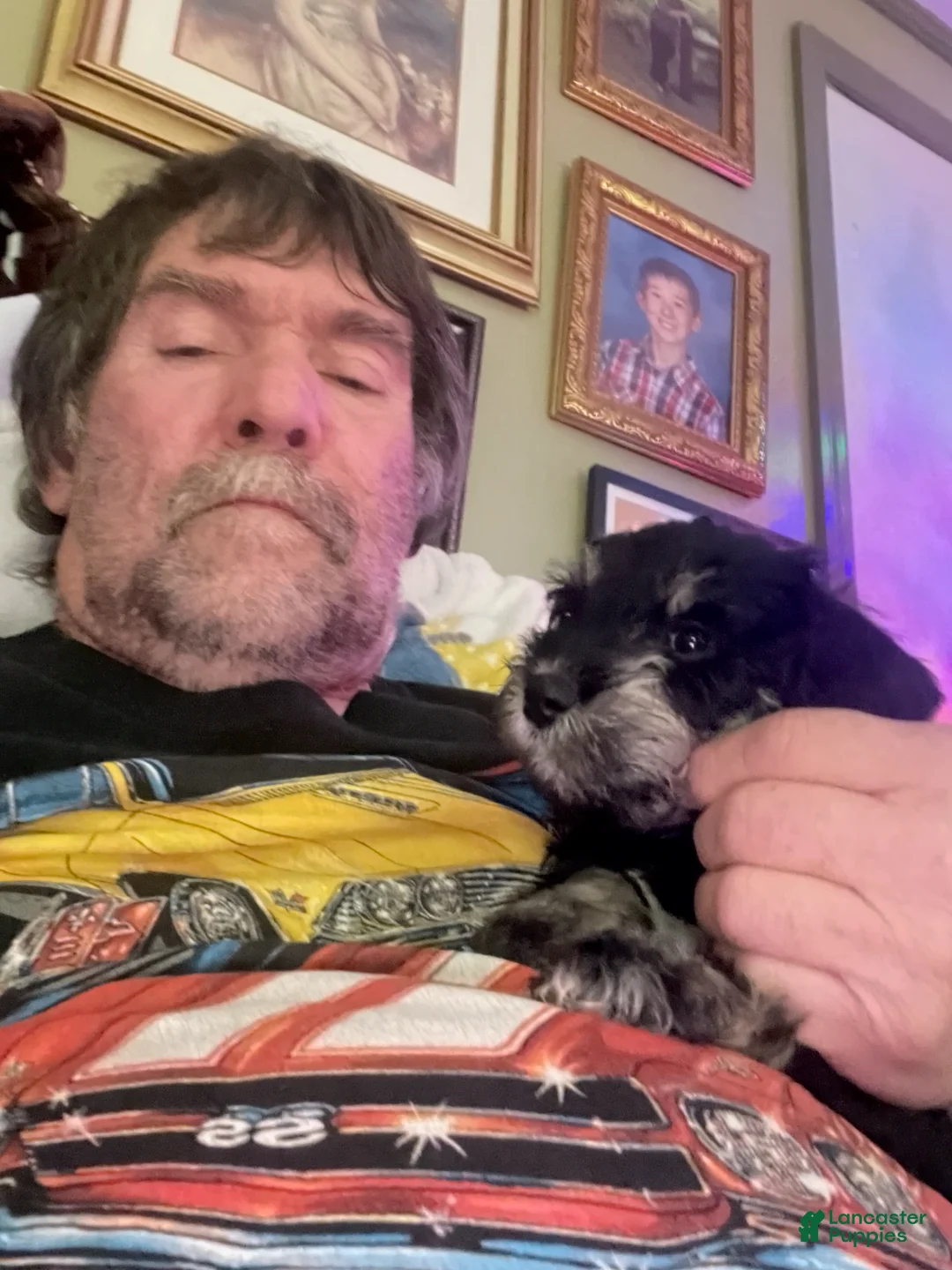 Miniature Schnauzer dogs for sale: Miniature Schnauzer King - Ad 3