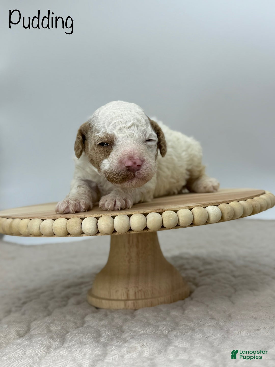 Miniature Poodle dogs for sale: Pudding - Ad 1