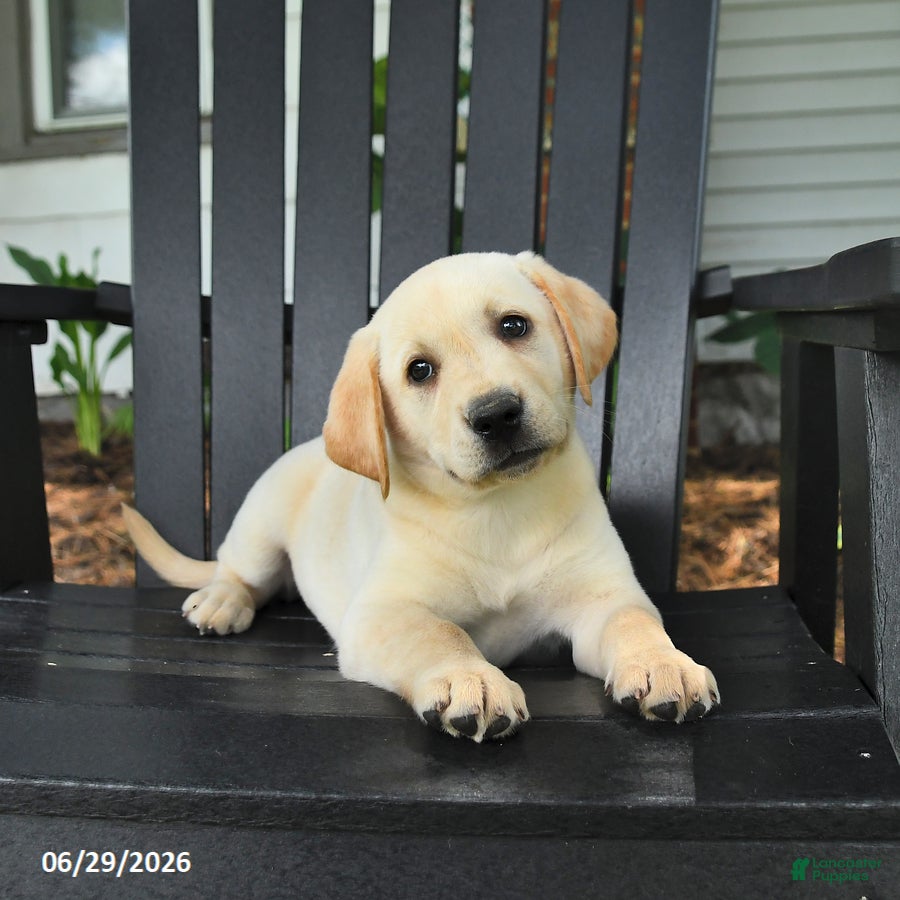 Labrador Retriever dogs Sparkle - Ad 1