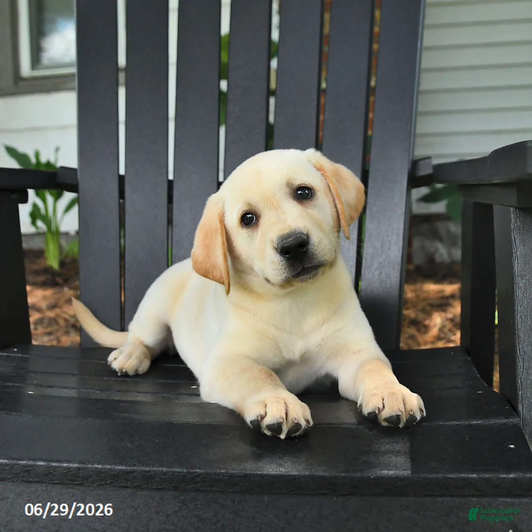 Labrador Retriever dogs for sale: Sparkle - Ad 1