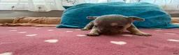 French Bulldog dogs for sale: French Bulldog 4 - Ad 2