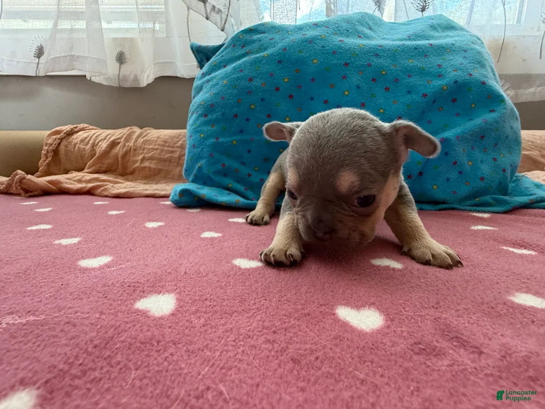 French Bulldog dogs for sale: French Bulldog 4 - Ad 2