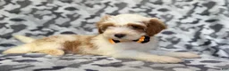Cavapoo dogs for sale: Sparky - Ad 4