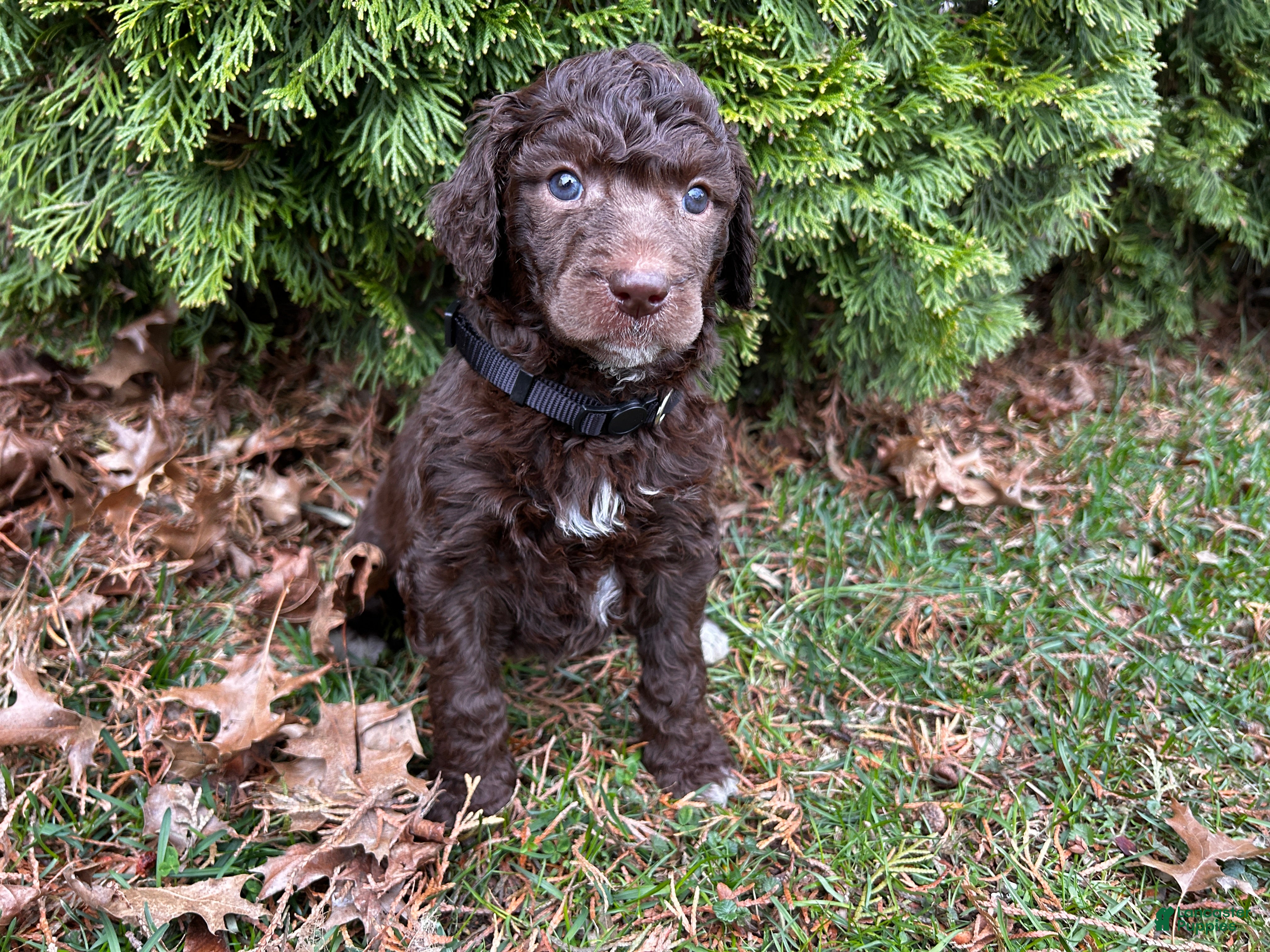 Standard Poodle dogs ⚓️Tide-AKC Standard🐩 - Ad 1