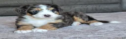 Mini Bernedoodle dogs for sale: Mini Bentley  - Ad 13