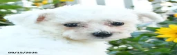 Bichon Frise dogs for sale: Scarlet - Ad 4