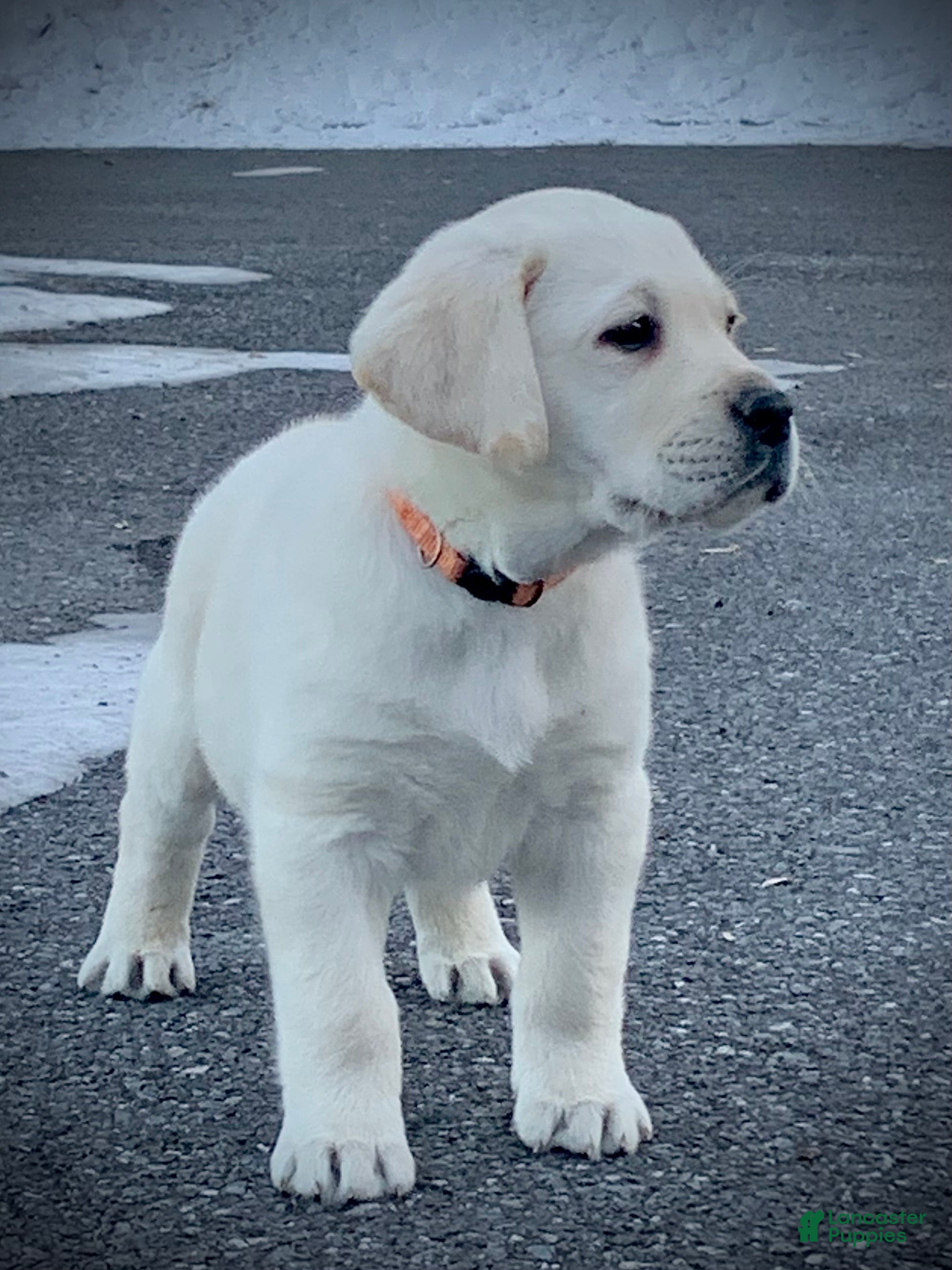 Labrador Retriever dogs Bentley  - Ad 23