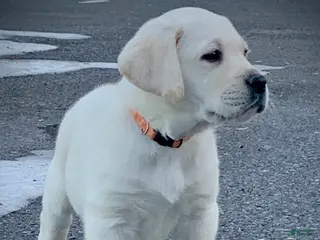 Labrador Retriever dogs Bentley - Ad 23