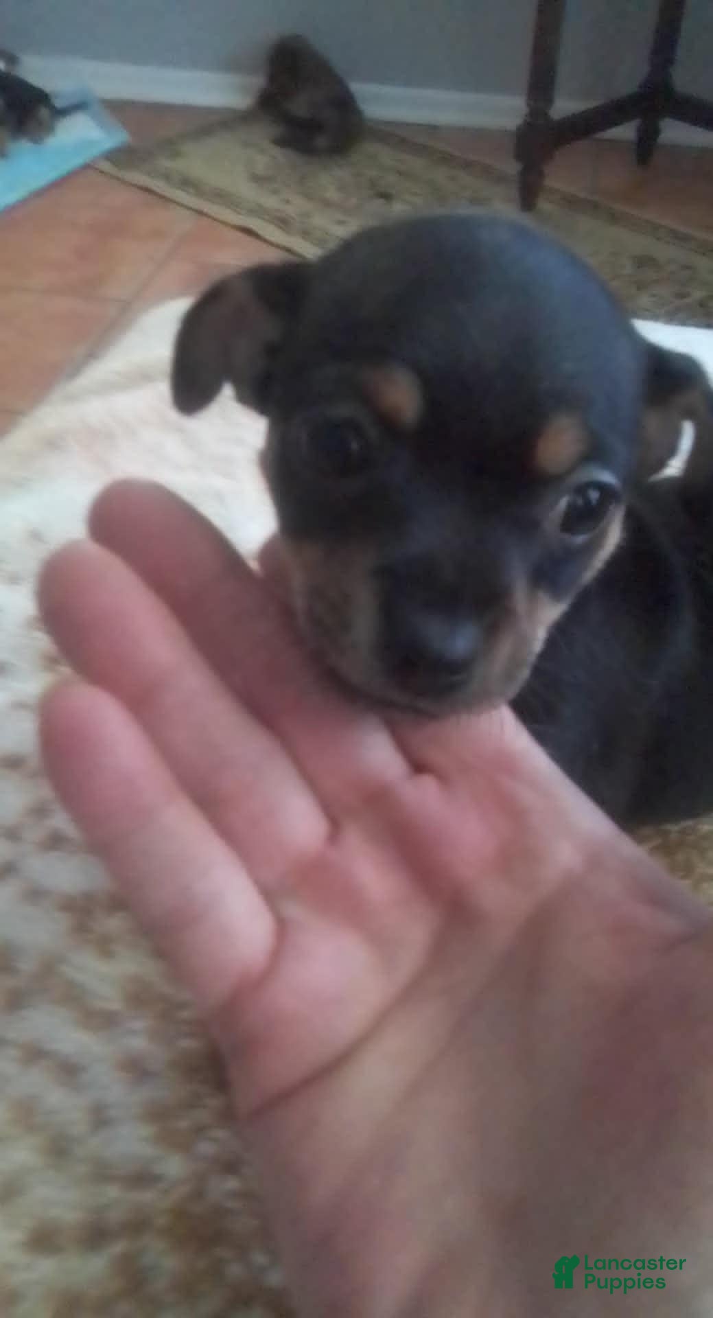 Mixed Breed dogs Mixed Breed 1 - Ad 41