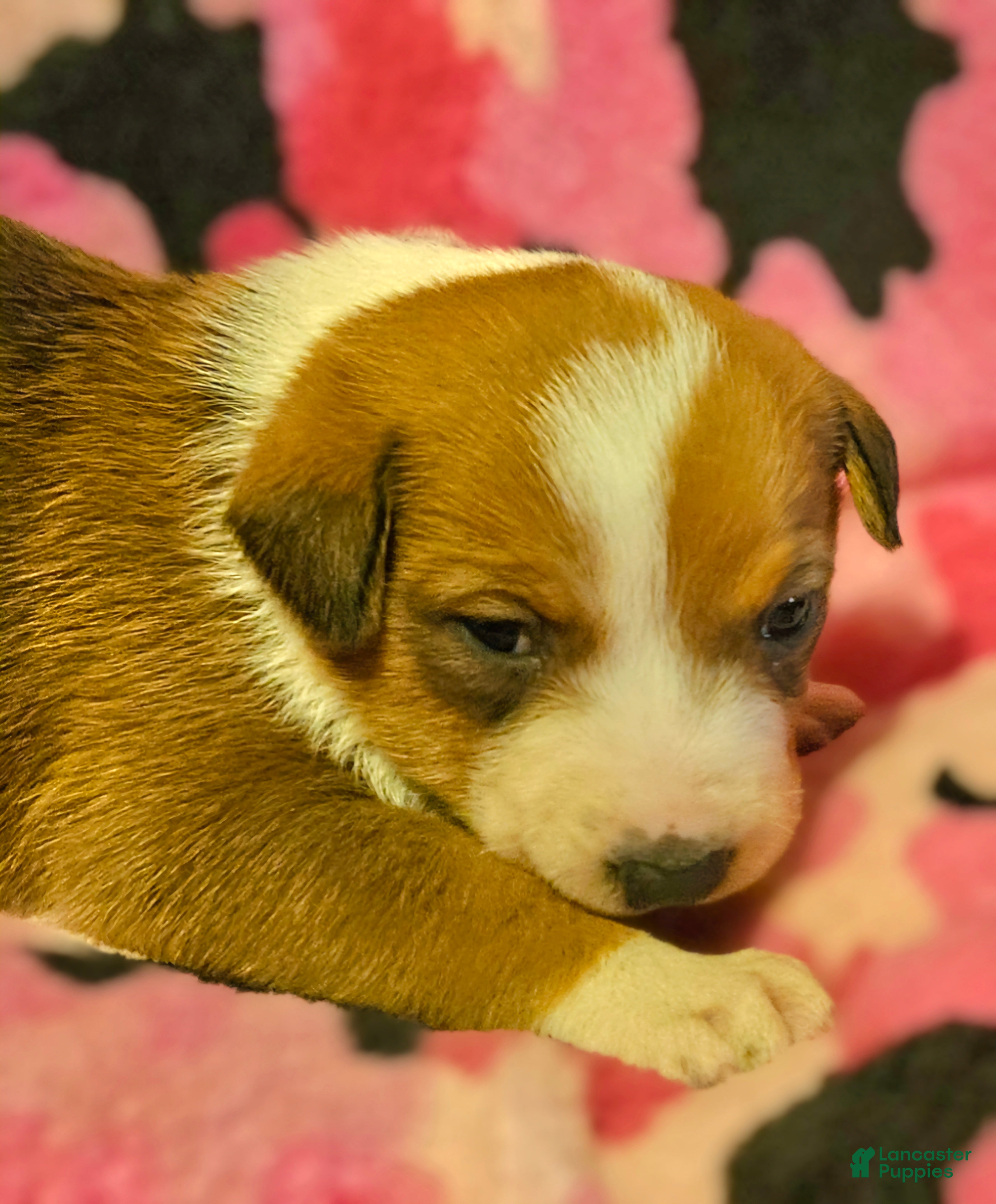 Border Collie dogs Uelle - Ad 16