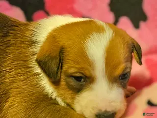 Border Collie dogs Uelle - Ad 16