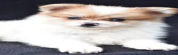Pomeranian dogs for sale: Holly - Ad 5
