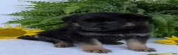 German Shepherd dogs for sale: Dani - Ad 11