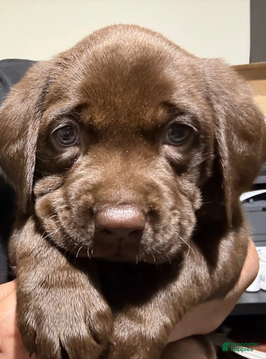 Labrador Retriever dogs for sale: Labrador Retriever 3 - Ad 1