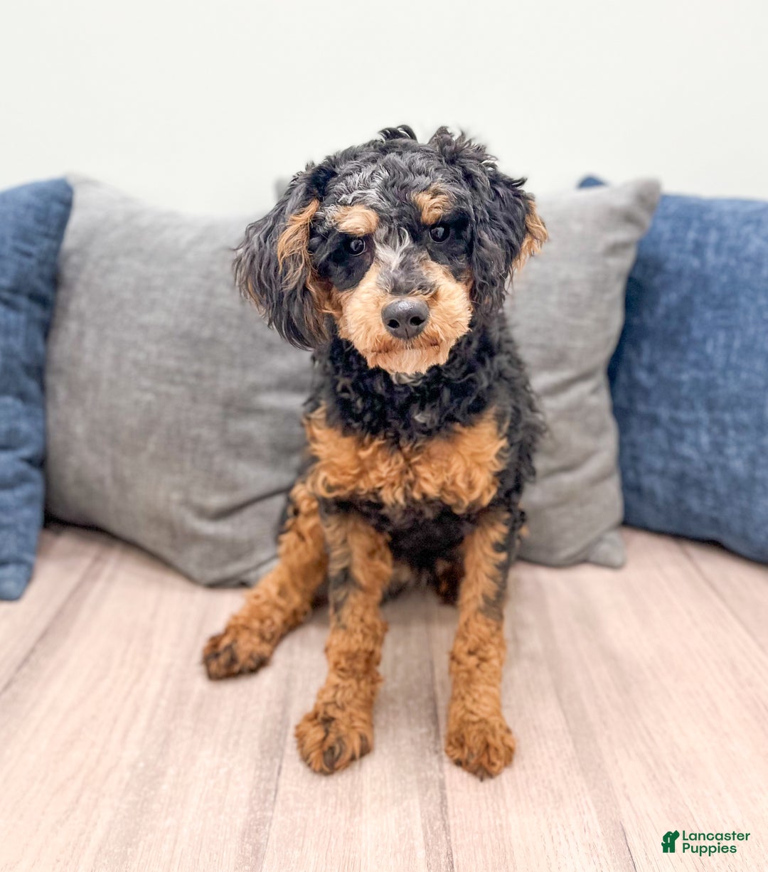 Miniature Poodle dogs for sale: Charlie - Ad 2