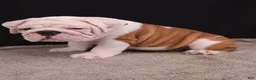 English Bulldog dogs for sale: Hank - Ad 6
