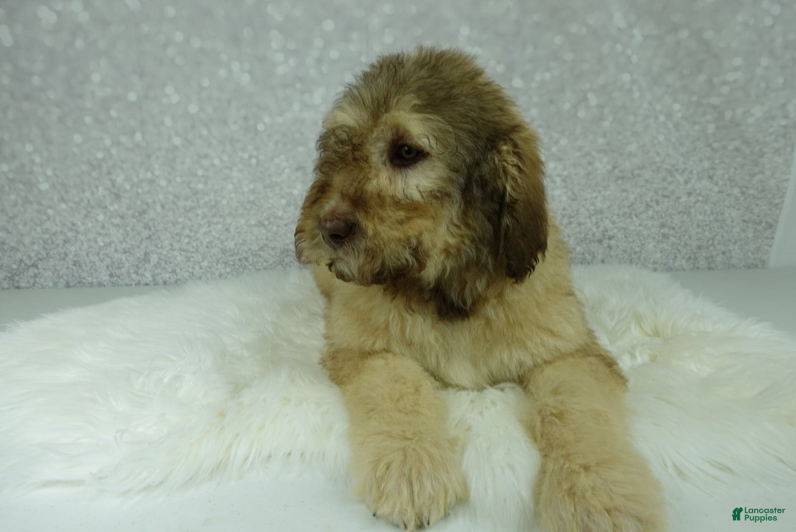 Newfypoo dogs Nero - Ad 7