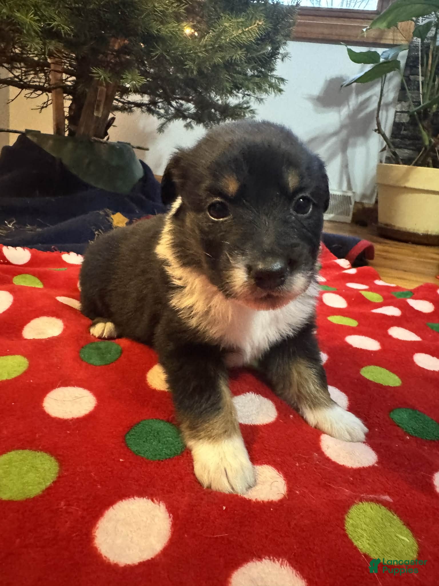 Australian Shepherd dogs Solstice - Ad 11