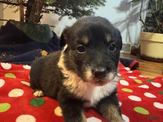 Australian Shepherd dogs Solstice - Ad 9