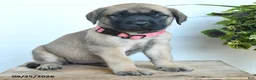 English Mastiff dogs for sale: Jessica - Ad 4