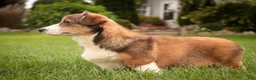 Welsh Corgi Pembroke dogs for sale: Apple Jacks Welsh Corgi Pembroke  - Ad 6