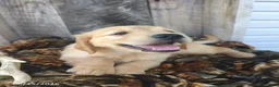 Golden Retriever dogs for sale: Ruger - Ad 6