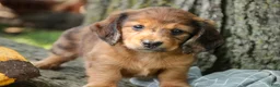 Miniature Dachshund dogs for sale: Ari Miniature Dachshund - Ad 1