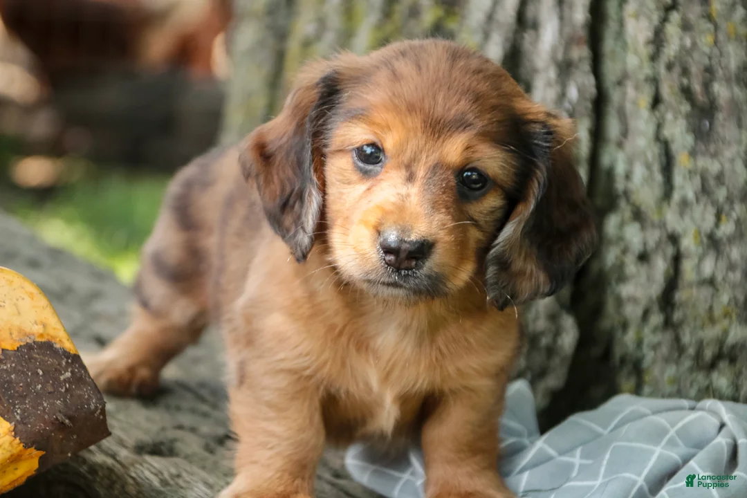 Miniature Dachshund dogs for sale: Ari Miniature Dachshund - Ad 1