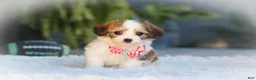Cavachon dogs for sale: Scout - Ad 4