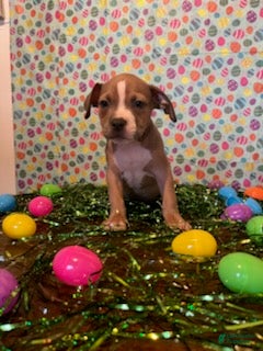 American Bully dogs for sale: American Bully Puppy 3 - Ad 2