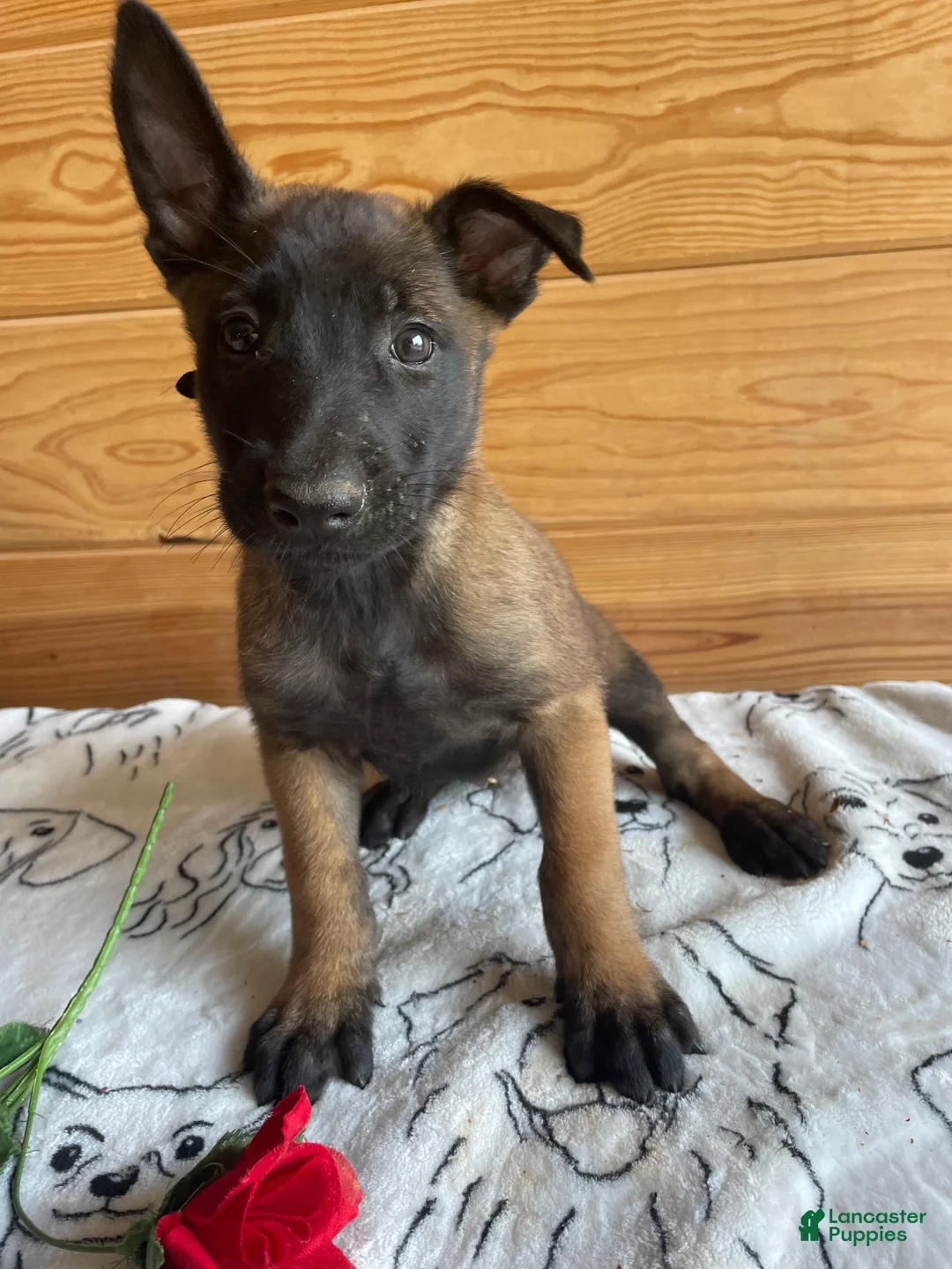 Belgian Malinois dogs for sale: Maverick - Ad 4