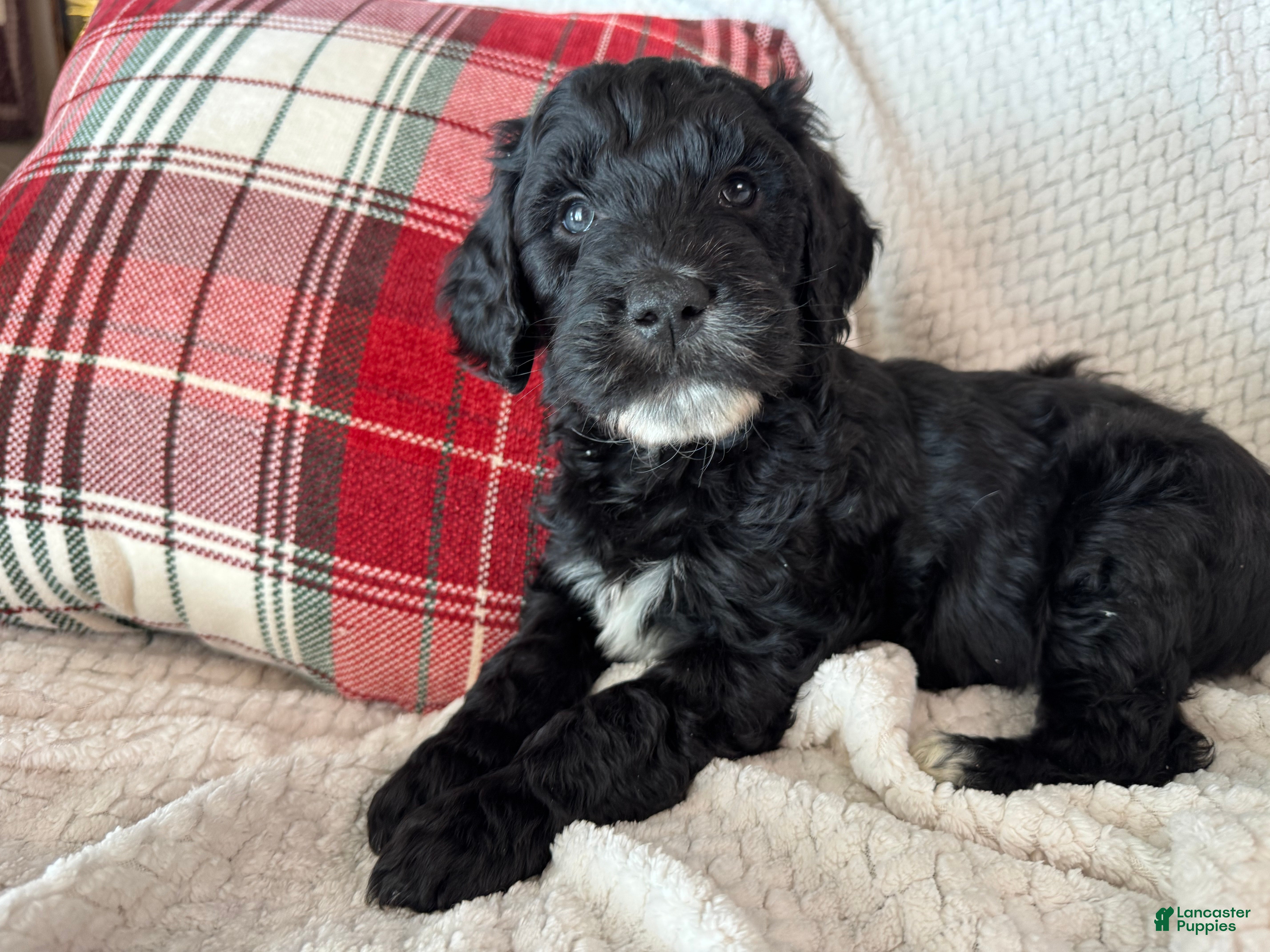 Goldendoodle dogs 🐾 Rumi – Brave, Curious & Ready for Adventure 🐾 - Ad 11