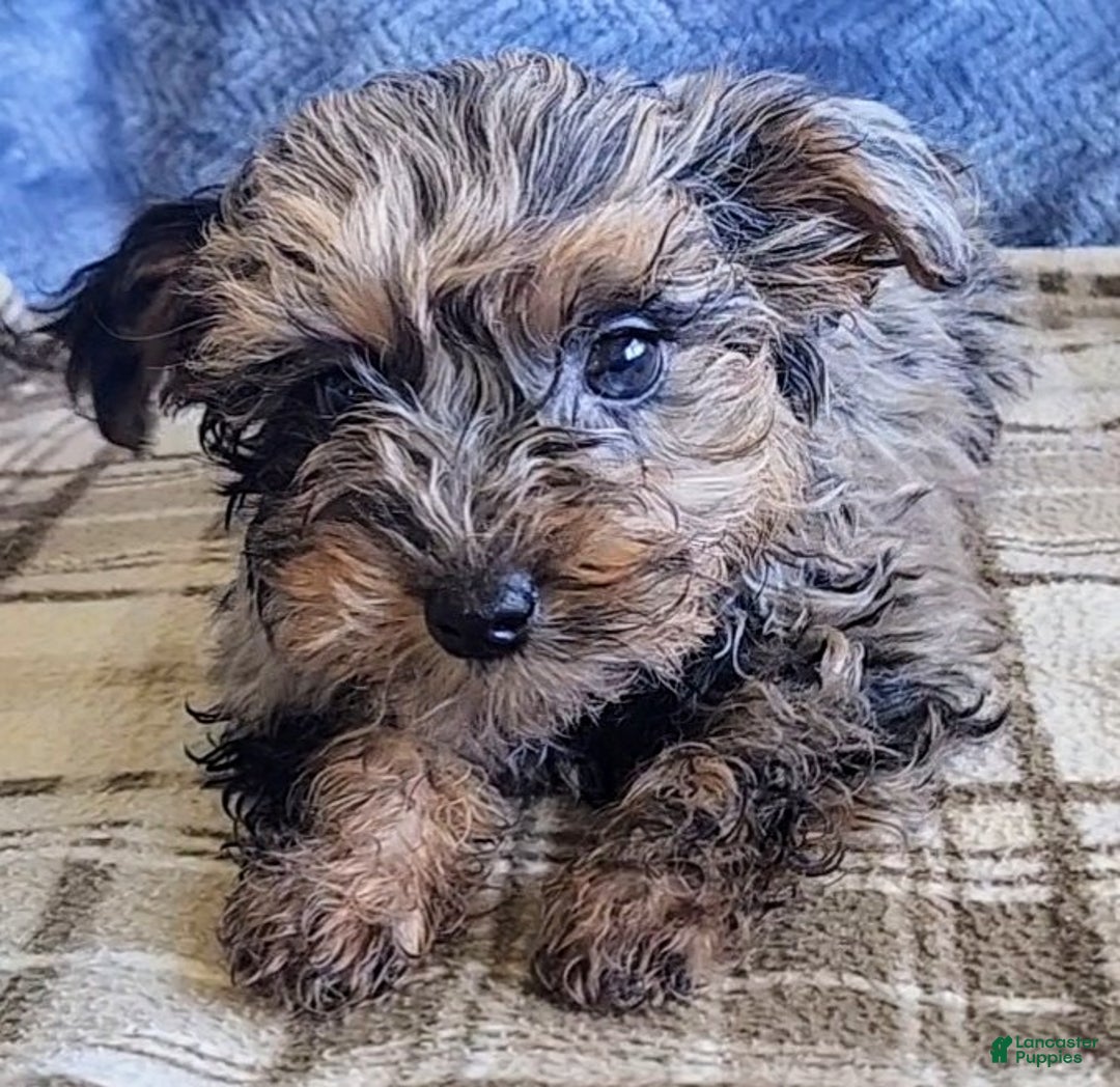 Yorkiepoo dogs for sale: Pixie - Ad 9