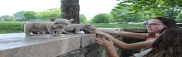 American Bully dogs for sale: American Bully Puppy 1 - Ad 12