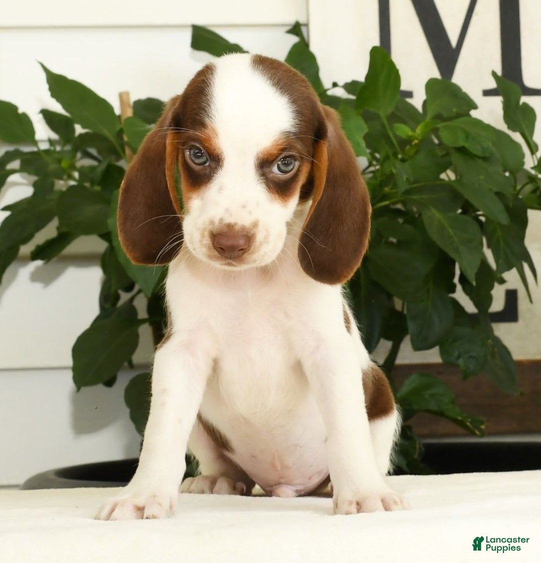 Lilac Beagle Blue Tan And White Beagle Lilac Beagle Beagle Puppy - Main Image