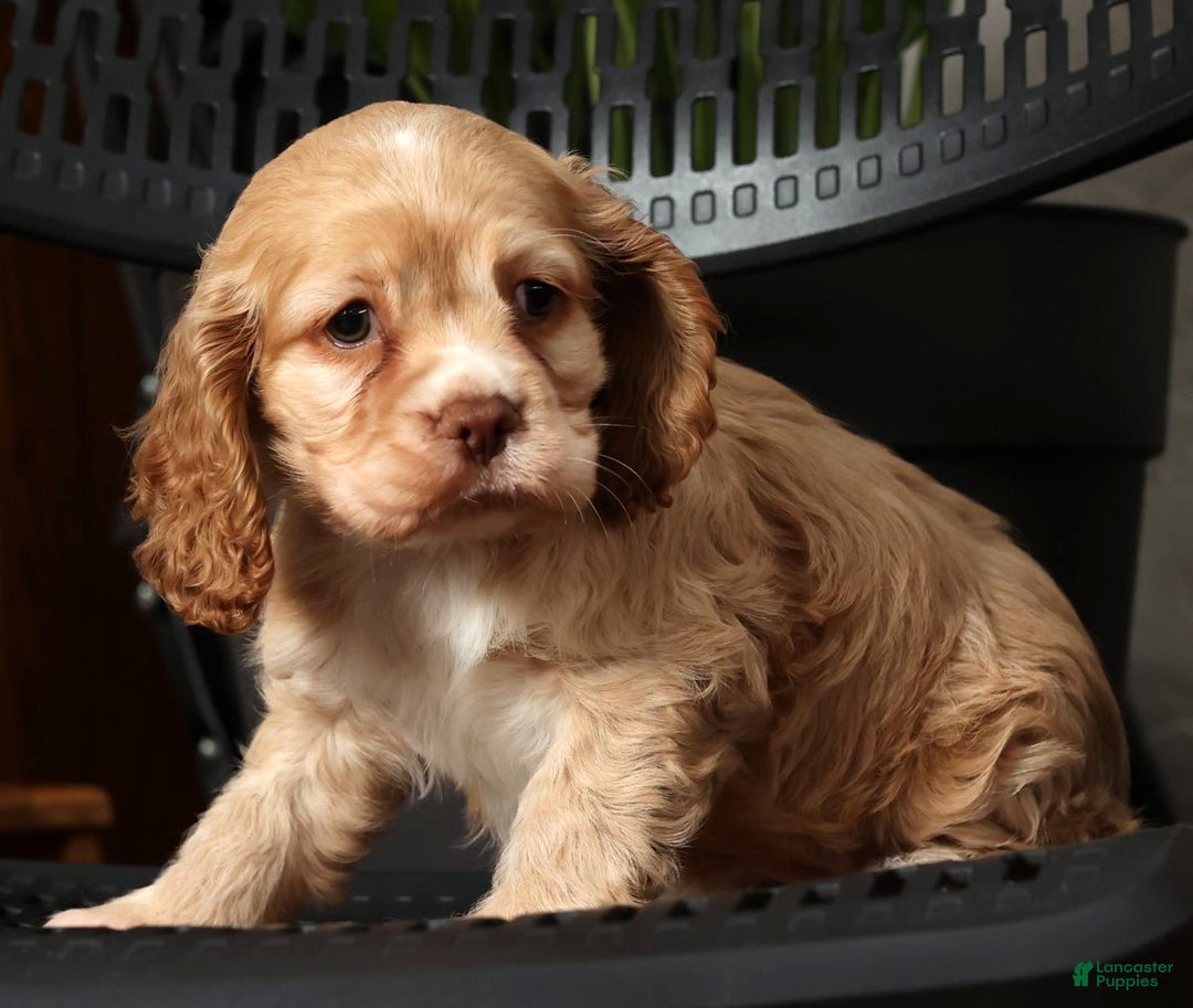 Cocker Spaniel dogs for sale: Holly - Ad 4
