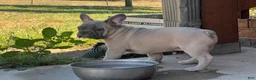 French Bulldog dogs for sale: Hank - Ad 9