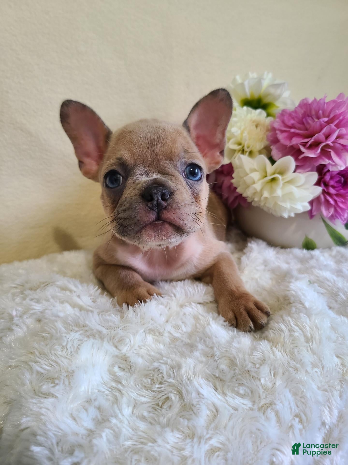 Frenchton dogs Milo - Ad 1