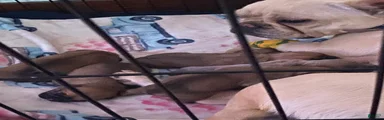 French Bulldog Puppy 5